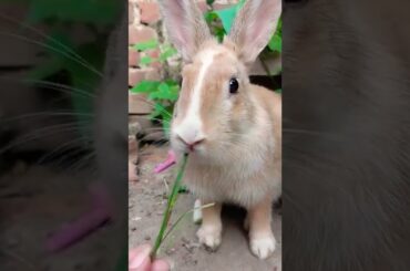 #shorts#bunny#Rabbit#Khorgosh#cute#baby
