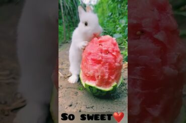 #cute #rabbit #animals #bunny #pets #animal #funny #cat #eating #petlover