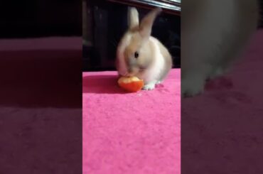 #shorts#rabbit#animals#bunny#khorgosh#baby#cute