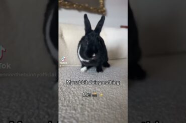 When Your Rabbit Does Nothing