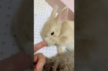 Cute Baby Rabbit Video #short #shorts #rabbit #bunny #animal #animals #pet #pets #cuteanimals #cute