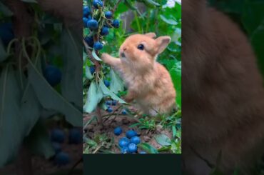 Cute Bunny Devours Delicious Blueberries #bunnyeating  #bunnybaby  #bunnylife