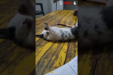 Kallu & Gorakh #cute #rabbit #viralvideo #animalrights #bunny #pets #shortvideo #viral #viralreels