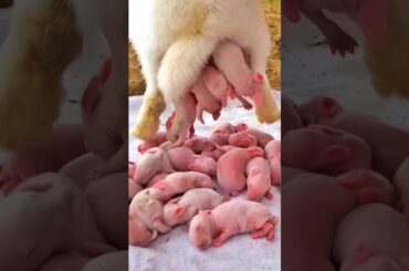 Rabbit Growth - 5 Baby Rabbits 1 To 17 Days