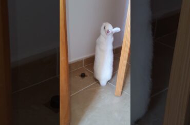 Cute bunny| White bunny #shorts
