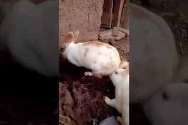 cute Bunny// rabbit #viralvideos #shortvideo #trendingshorts #ytstudio #rabbitfarming #youtubeshorts