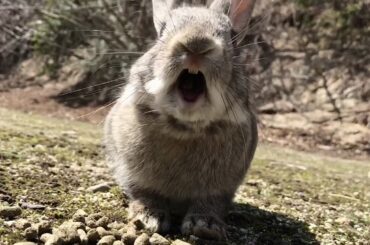 "Angry" bunny | Rabbit Screaming