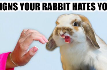 10 Signs Your Rabbit HATES you