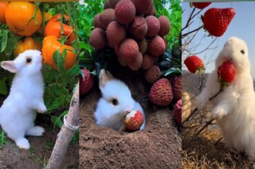 The Cutest Rabbit Eating Fruit || cutest rabbit eat strawberry || cute rabbit