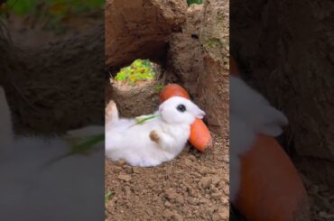 Bunny Bliss Adorable Rabbit Relaxing on Carrot Pillow with Afternoon Grass Snack! #cute #wildrabbits