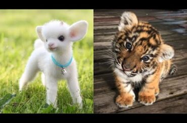 Cute Baby Animals Videos Compilation | Funny and Cute Moment of the Animals #28 - Cutest Animals