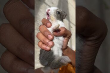 Baby Rabbit Cute Sound Part 2#rabbit#cute#shorts