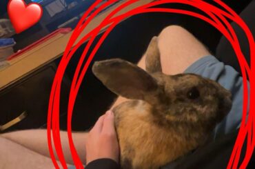 cheeky young bun has been digging and trying to chew through my shirt 🤨