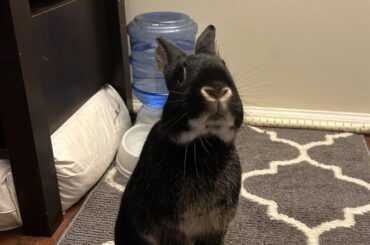 'Please, sir, I want some more” - Oliver