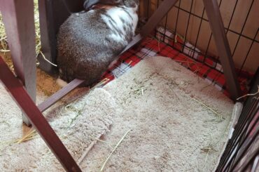 He just HAD to have that piece of hay *behind* the box & fencing