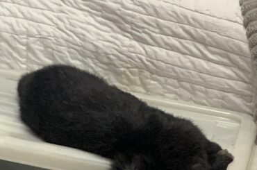 wanted to share this here, almost had a heart attack