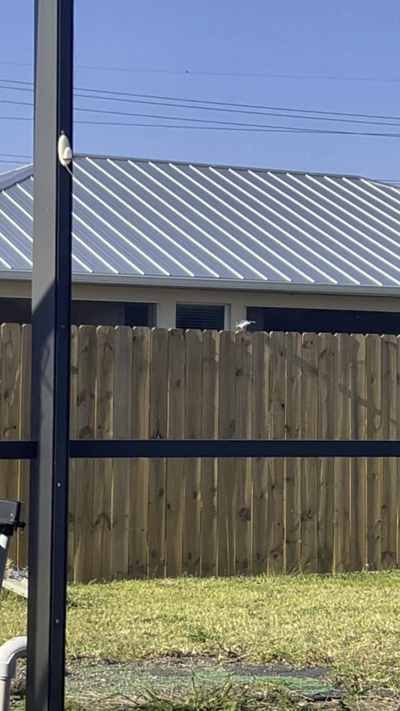 My Bluejay jerk face throwing a tantrum and banging on my fence because the bunny is eating his food 🤣🤣🤣