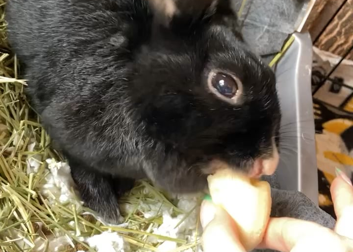 Blackie chowing down