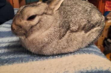 He has the whole bed but I guess this is the perfect position