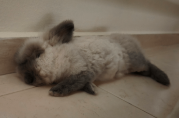 My lil baby flopped after sniffing me <3