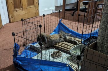 Truffle likes to flop like a beached seal