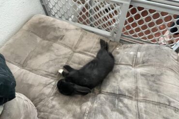 Momma looks I plays dead to give you anxiety!!