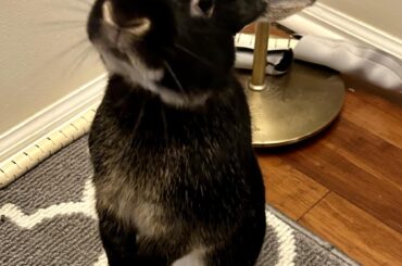 Pardon the bunny proofing 😆