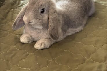 Baby lop loaf