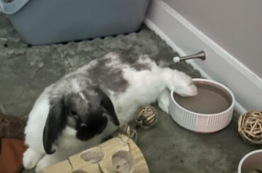 Foot in her water bowl