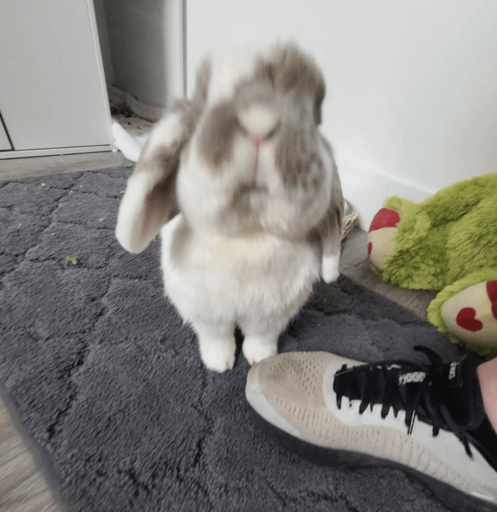 Boyfriend sent this pic of my bunny while I was on vacation
