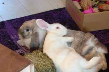 Sisters make the best pillows!