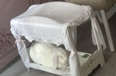 Pillow soft cloud loaf ☁️🐇