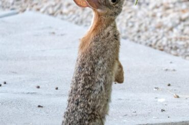 Wild cottontail longboi