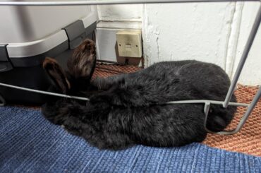 Like a tree growing around a fence...