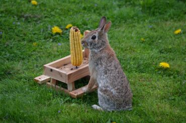 Outdoor friend at their picnic table 🥹