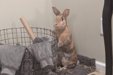 Just watching from his favorite spot.