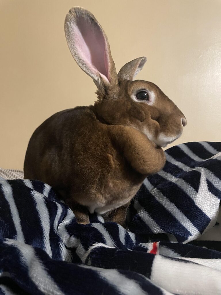 Hello my name is Brownie. Apparently my daughter Minnie snuck on here first while I was snuggling. My interests are snuggling, napping, treats, and more snuggling.