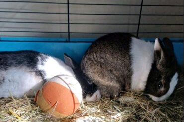 so..what's up with the head sitting?