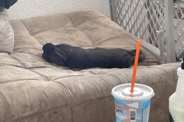 Momma look I plays dead to give you anxiety!!!