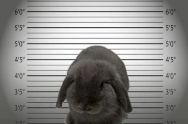 Bunnies finally getting what they deserve