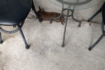 Roast this bun (again)