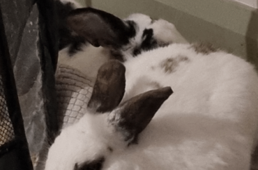 Free range loving life