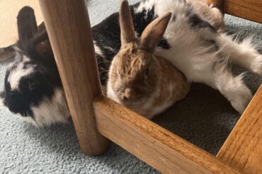 When in doubt, just lay on your best friend