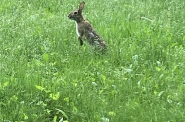 Wild bun staking a stand