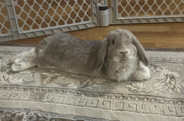 A polite Baby George loaf