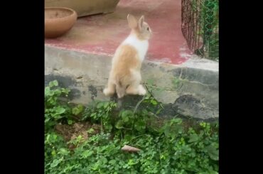Baby Rabbit's First Attempt | #Shorts | #baby  | #Rabbit | #Cute | 2023 | 3 |