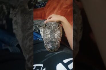 Adorable Crocodile Wants Cuddles!