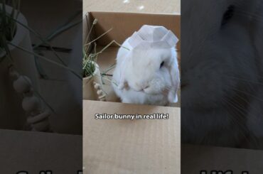 Take a cute bunny on board! Part 1#seashanty #sailormoon