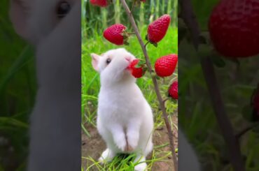 rabbit eat strawberries #rabbit #bunny #cute #pets #youtubeshorts