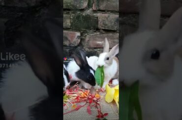#shorts#Bunny#Rabbit#cute#baby#khorgosh